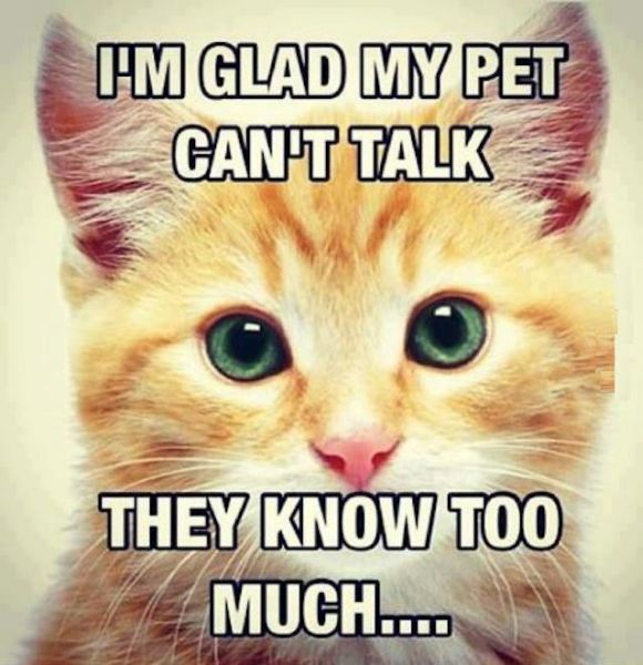 I'm Glad My Pet Can't Talk - Cat humor