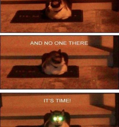 It's time - Cat humor
