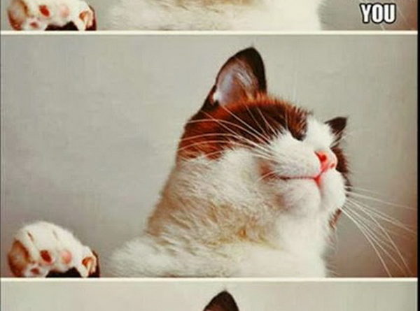 You are so beautiful - Cat humor