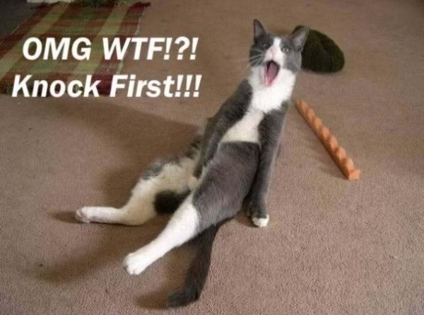 Knock first - cat humor