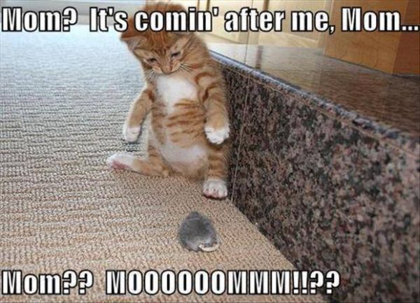 Mom his coming after me - Cat humor