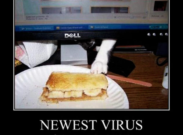Newest virus - Cat humor