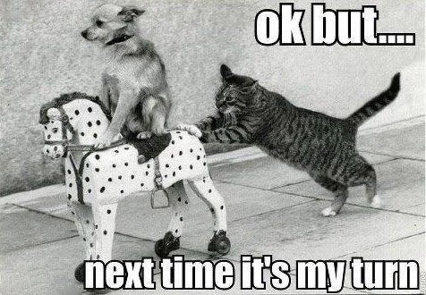 Next Time Is My Turn - Cat humor
