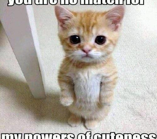 Power of Cuteness - Cat humor