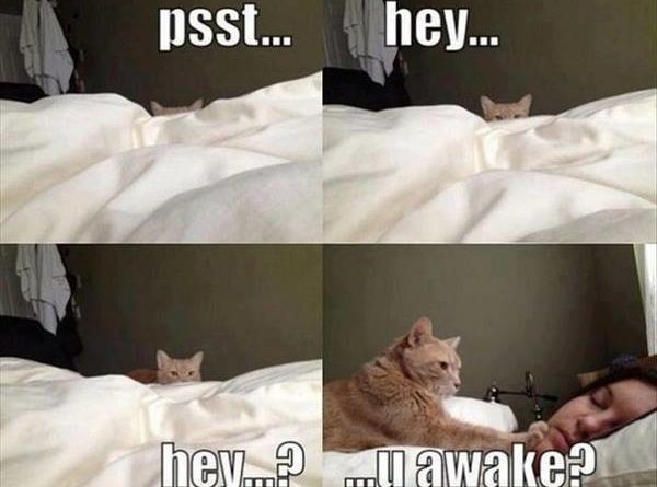Psst hey - Cat humor
