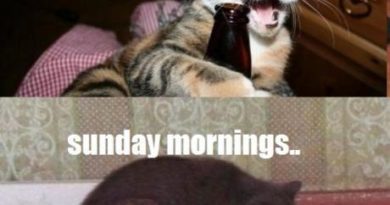 Saturday nights, Sunday mornings - Cat humor