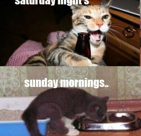 Saturday nights, Sunday mornings - Cat humor