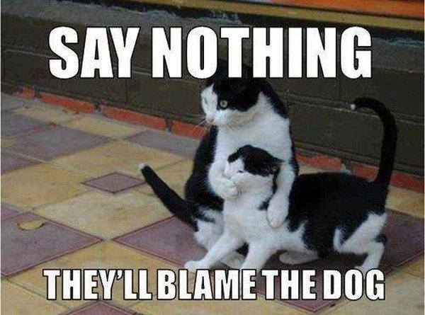 Blame the dog - Cat humor