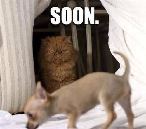 Soon - Cat humor