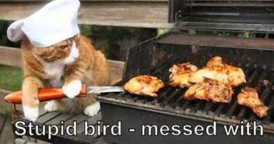 Stupid bird - Cat humor