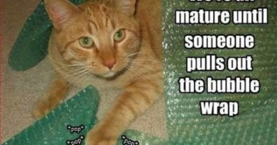 We are all mature until... - Cat humor