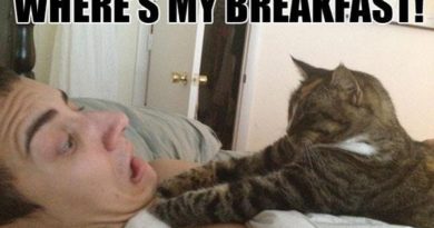 Where is my breakfast - Cat humor