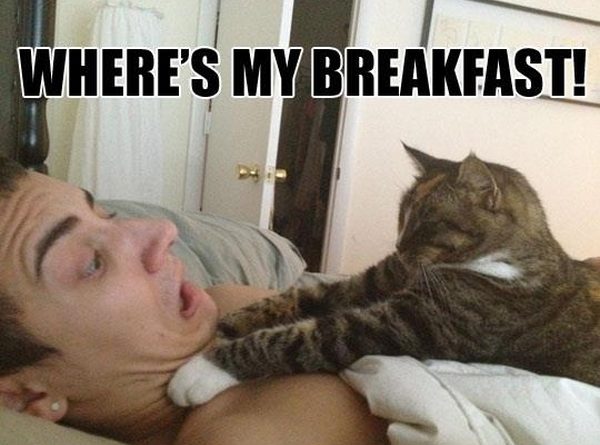 Where is my breakfast - Cat humor