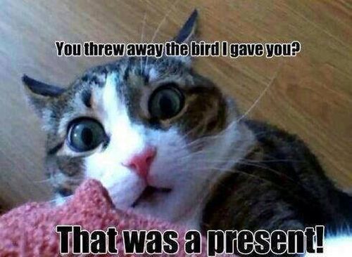 You threw my present - Cat humor