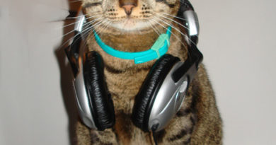DJ Cat - Cat humor