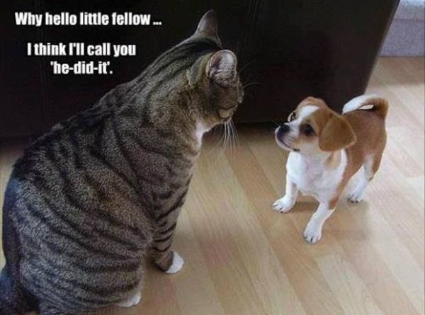 Why Hello Little Fellow - Cat humor
