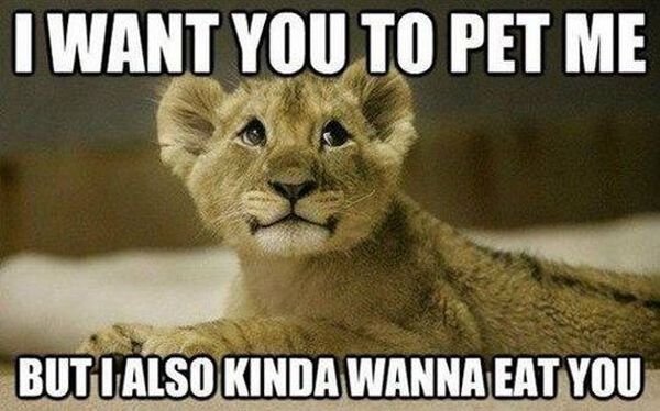 I Want You To Pet Me - Cat humor