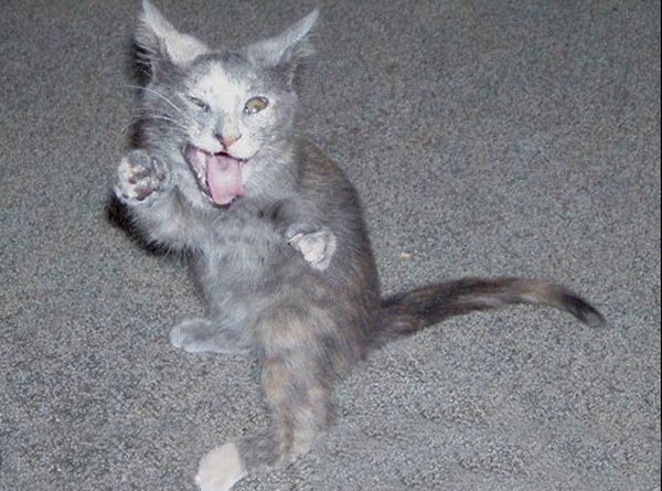 Karate Cats - Cat humor