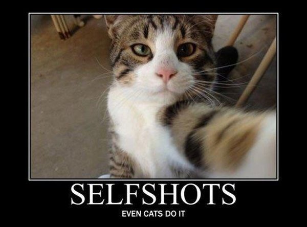 Selfshots - Cat humor