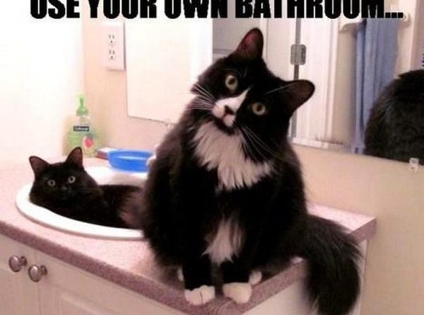 This Is Our Bathroom - Cat humor