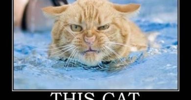Angry Cats -Cat humor