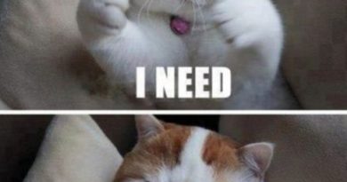 I Need Hugs - Cat humor