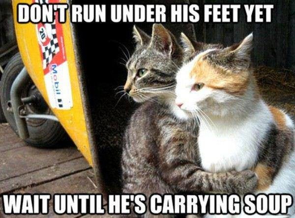 Don't Run Under His Feet Yet - Cat humor