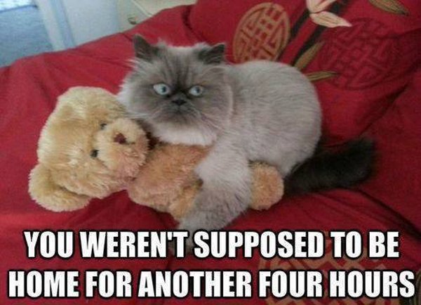 Busted! - Cat humor