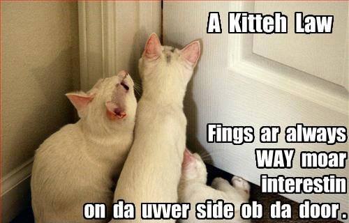 Kitten Law - Cat humor