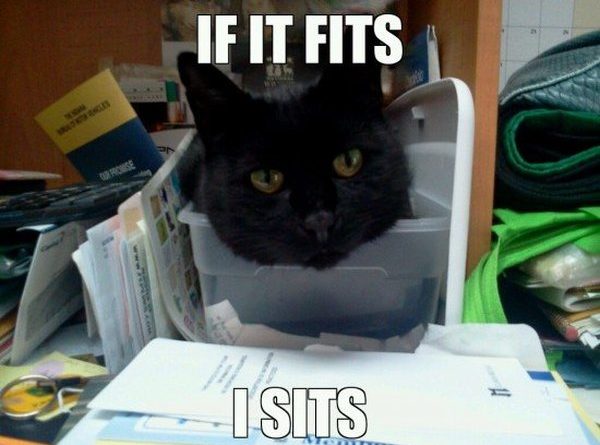 If It Fits I Sits - Cat humor