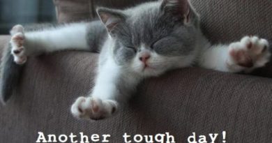 Another Tough Day - Cat humor