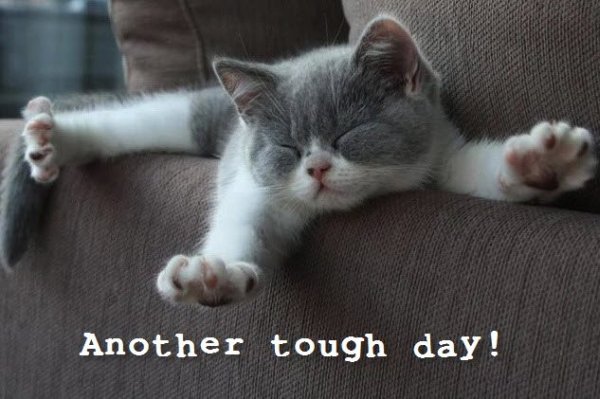 Another Tough Day - Cat humor