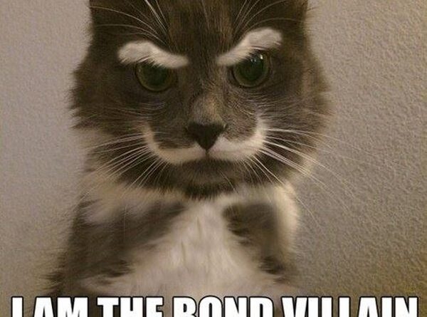 Bond Villain - Cat humor