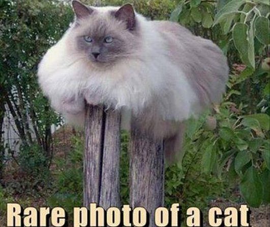 Cat Tree - Cat humor