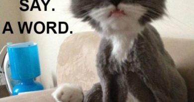 Don't Say A Word! - Cat humor