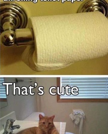 How To Prevent Your Cat From Unrolling Toilet Paper - Cat humor