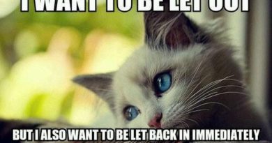 I Want To Be Let Out But... - Cat humor