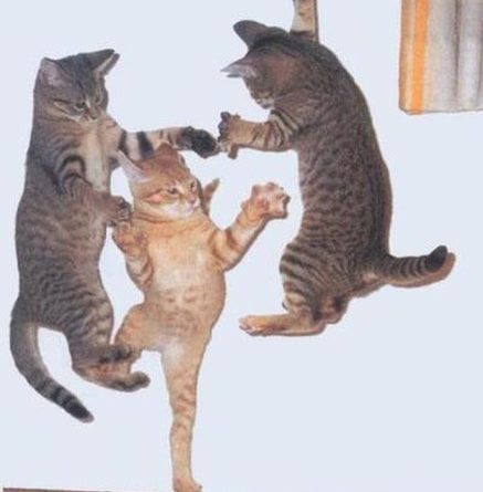 Jump Around! - Cat humor