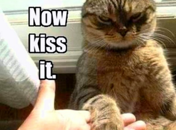 Now Kiss It - Cat humor