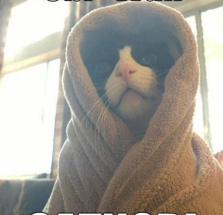 Obi Wan Catnobi - Cat humor