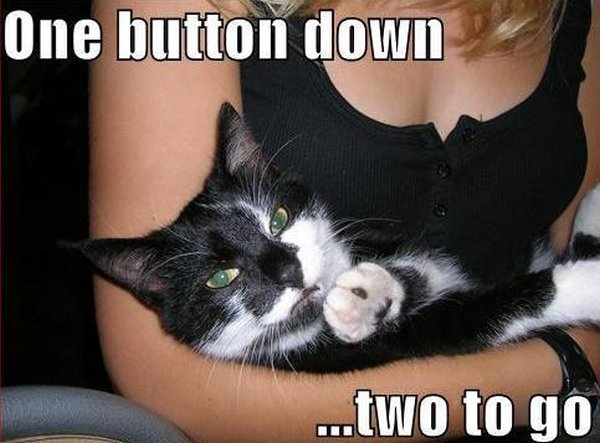 One Button Down... - Cat humor