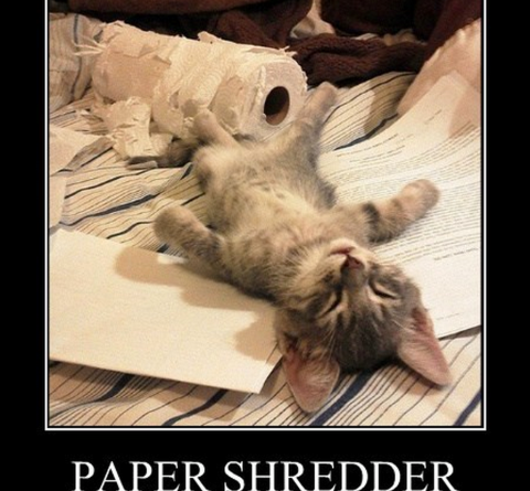 Paper Shredder Down - Cat humor
