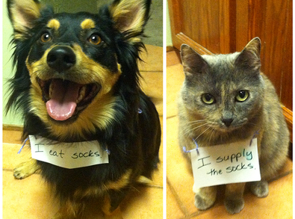 Partners In Crime - Cat humor