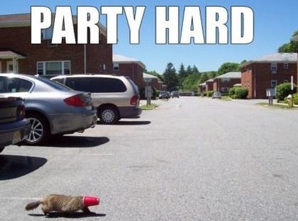 Party hard - Cat humor
