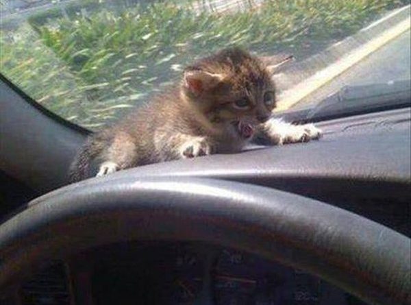 Slow Down! - Cat humor