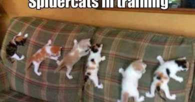 Spidercats In Training - Cat humor