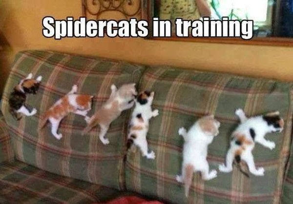 Spidercats In Training - Cat humor