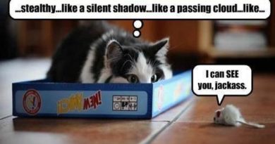 Stealth Cat - Cat humor