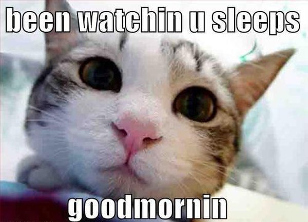 Good Morning - Cat humor