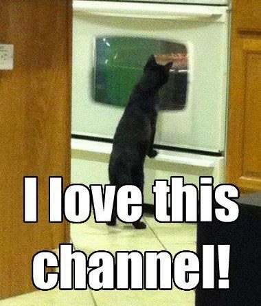 I Love This Channel - Cat humor